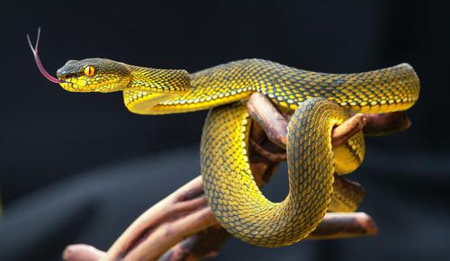 Yellow viper snake
