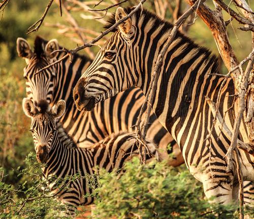 Família de zebras