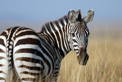 Zebra photographed from behind