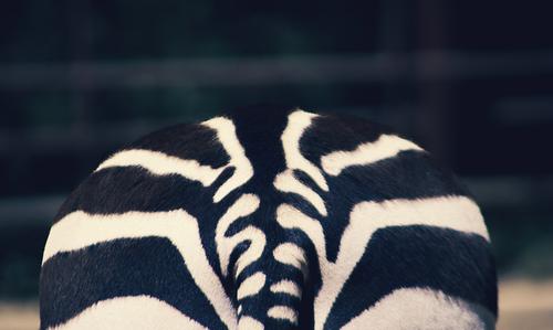 Traseiro de uma zebra