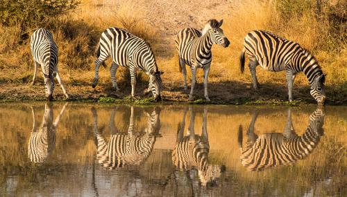 Zebras bebendo água