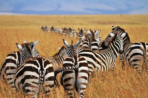 Zebras in an open field