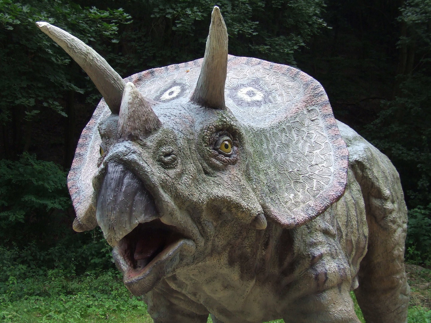 Triceratops