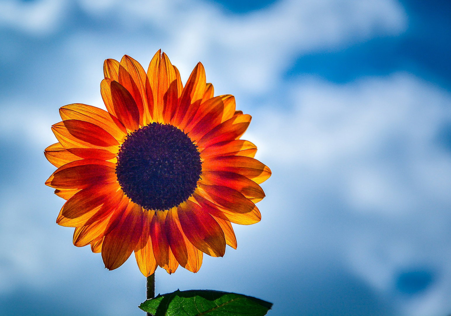Yellow Sunflower in Bloom